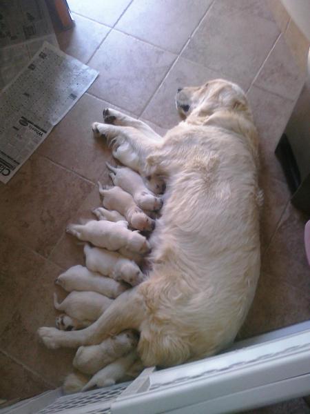 Sasha with 10 new puppies!