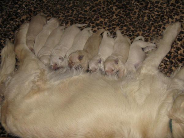 Sasha and 9 new puppies February 28, 2014