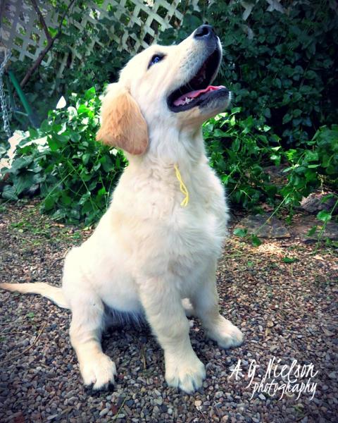 YELLOW GIRL LITTER X IS VERY LOVING.  SHE HAS THE VERY BEST FROM THE SIRE AND DAM. A FAVORITE!.